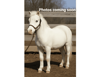 Small white miniature horse with a halter, standing outdoors in a paddock.
