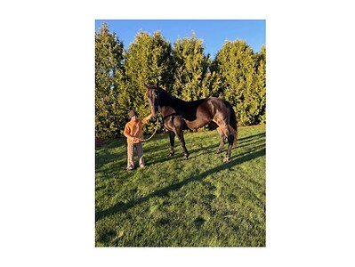 Horse and handler in a lush green field with trees in the background, under a clear blue sky.