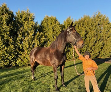 Horse with a young boy holding its lead rope in a lush outdoor setting.