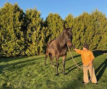 Horse being led on a grassy field with trees in the background during daytime.