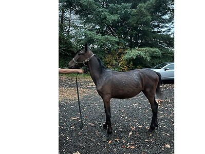 High-quality 2022 racehorse standing outdoors with a handler, lush green trees in the background, and a parked vehicle nearby.