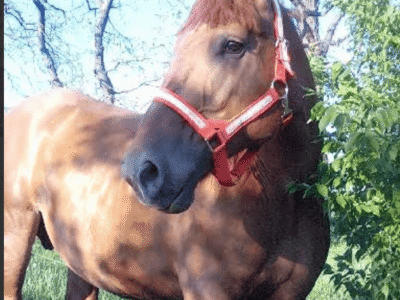 A horse with a red halter standing outdoors in a grassy area with trees in the background.