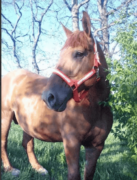 A horse with a red halter standing outdoors in a grassy area with trees in the background.