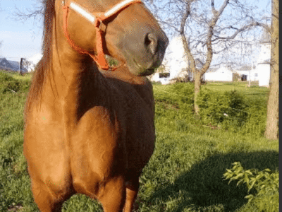 Brown horse with orange halter standing outdoors in a grassy field on a sunny day.