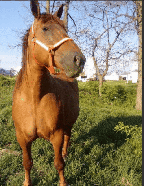 Brown horse with orange halter standing outdoors in a grassy field on a sunny day.