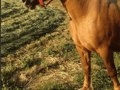 Brown horse with red halter standing in a grassy field on a sunny day.
