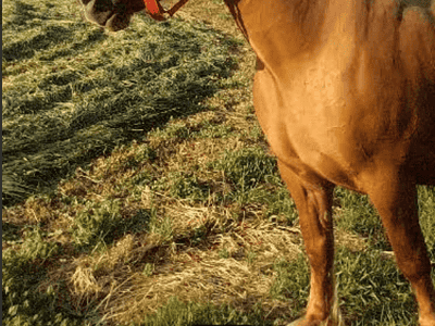 Brown horse with red halter standing outdoors in a grassy field on a sunny day.