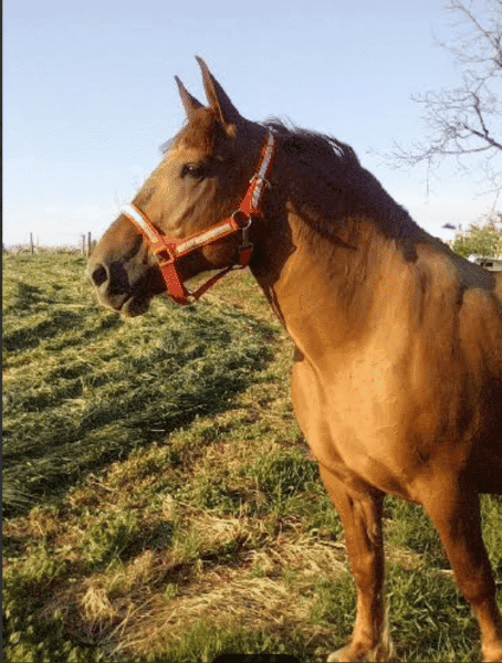 Brown horse with red halter standing outdoors in a grassy field on a sunny day.