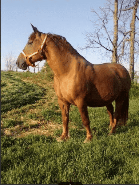 A horse standing on grassy terrain with a red halter, outdoors on a clear day.