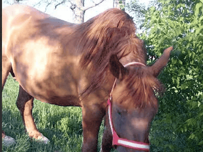 A horse grazing outdoors in a green, wooded area during daytime.