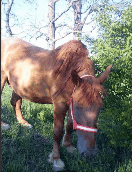 A horse grazing outdoors in a green, wooded area during daytime.