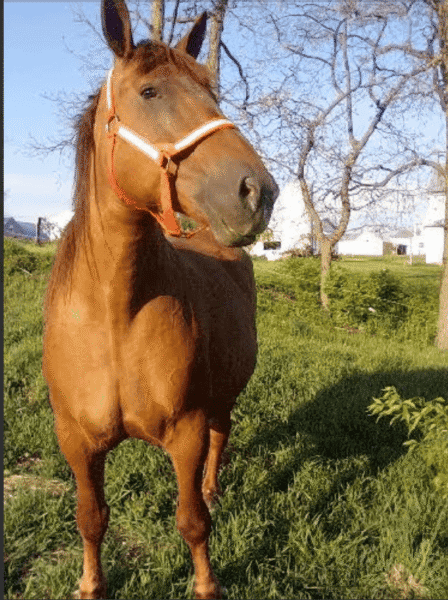 A horse with a reddish-brown coat standing outdoors in a grassy area with trees and a clear blue sky.