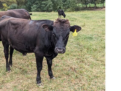 Black Angus cow with yellow ear tag number 132 standing in a grassy field, with a calf in the background.