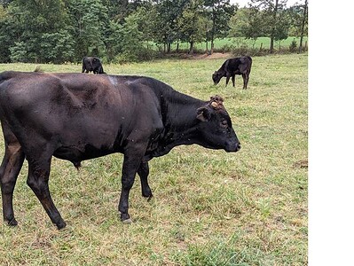 Young Black Angus calf grazing in a lush green pasture with several other cattle in the background.