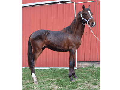 Horse with a dark brown coat, white markings on legs and face, standing outdoors.