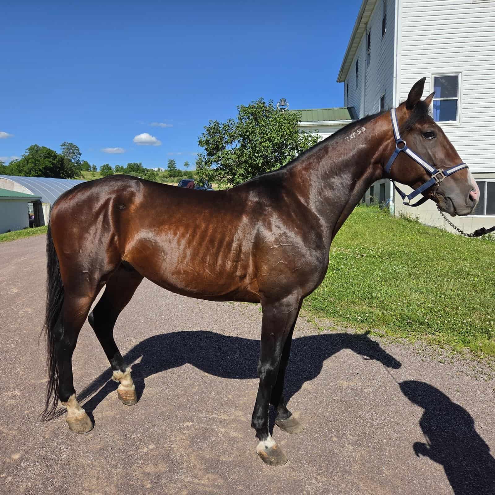 Healthy Brown Horse with Blue Bridle Healthy brown horse with blue bridle standing outdoors on a sunny day.