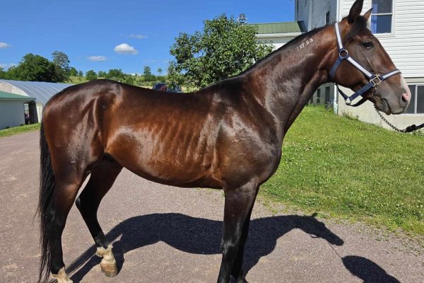 Healthy brown horse with blue bridle standing outdoors on a sunny day.
